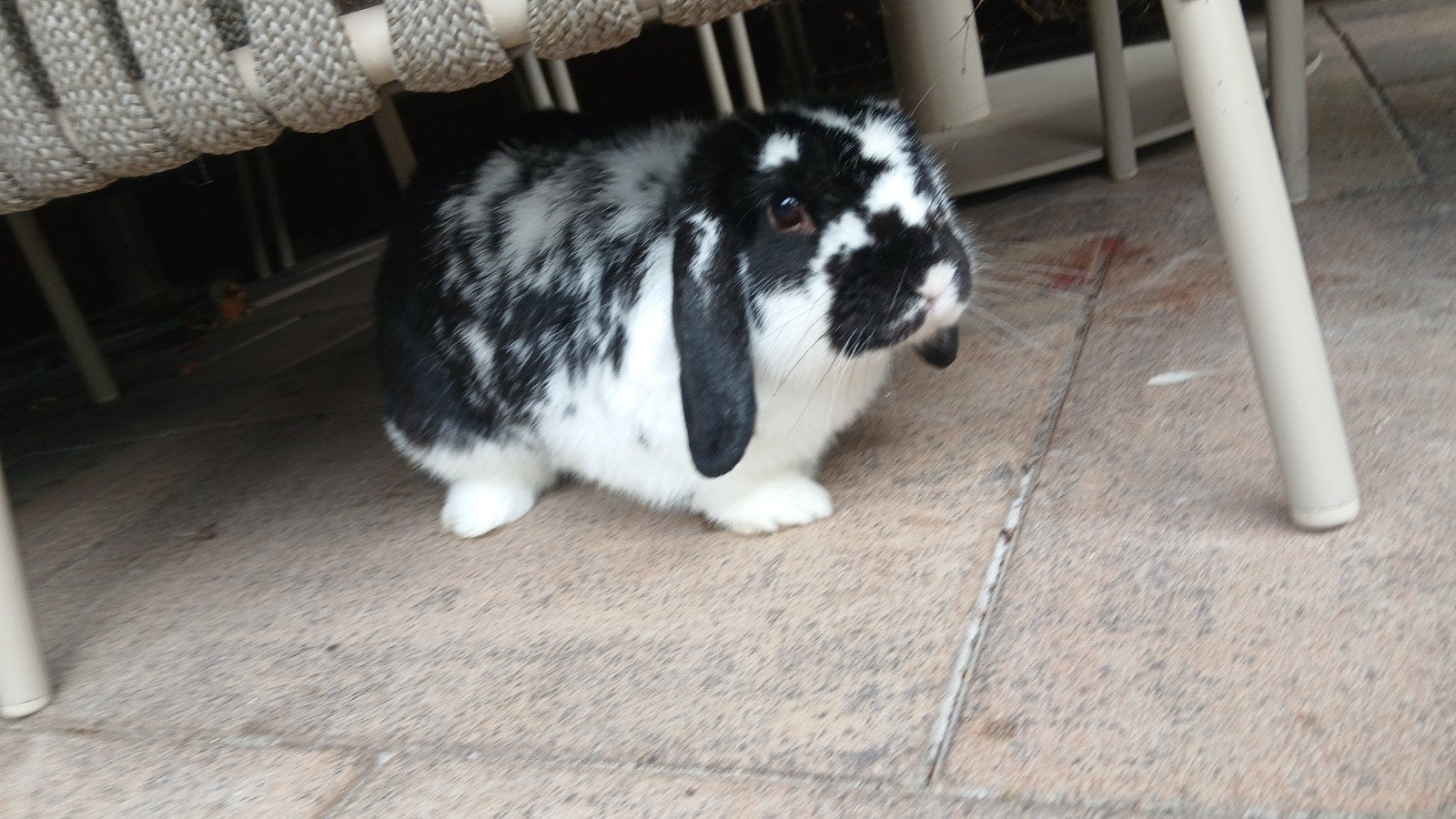lief konijn te koop, Ophalen, Zo goed als nieuw, 90 cm of meer, Konijn