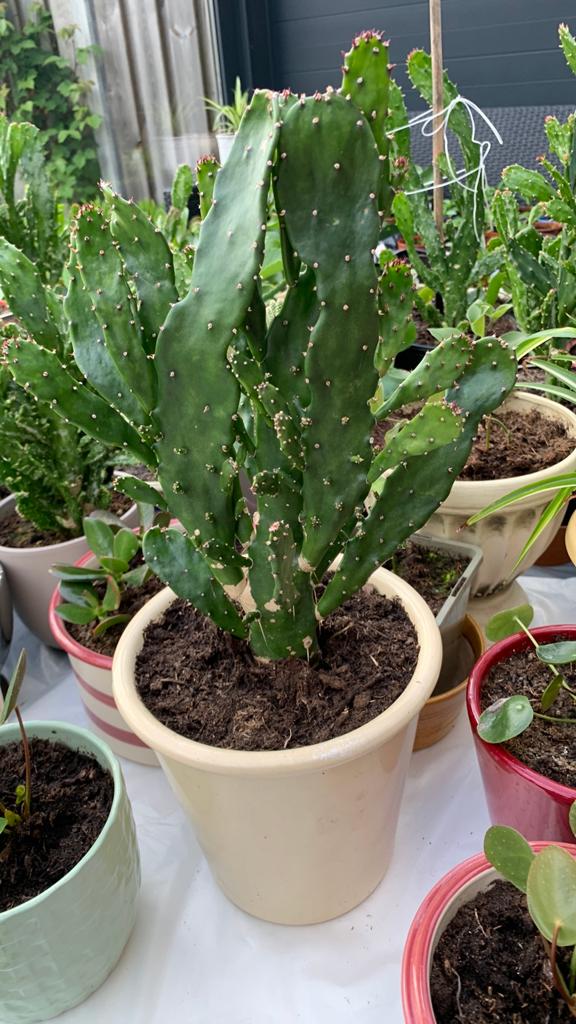 Cactus plant met pot €10, Ophalen, Cactus, Volle zon, Minder dan 100 cm