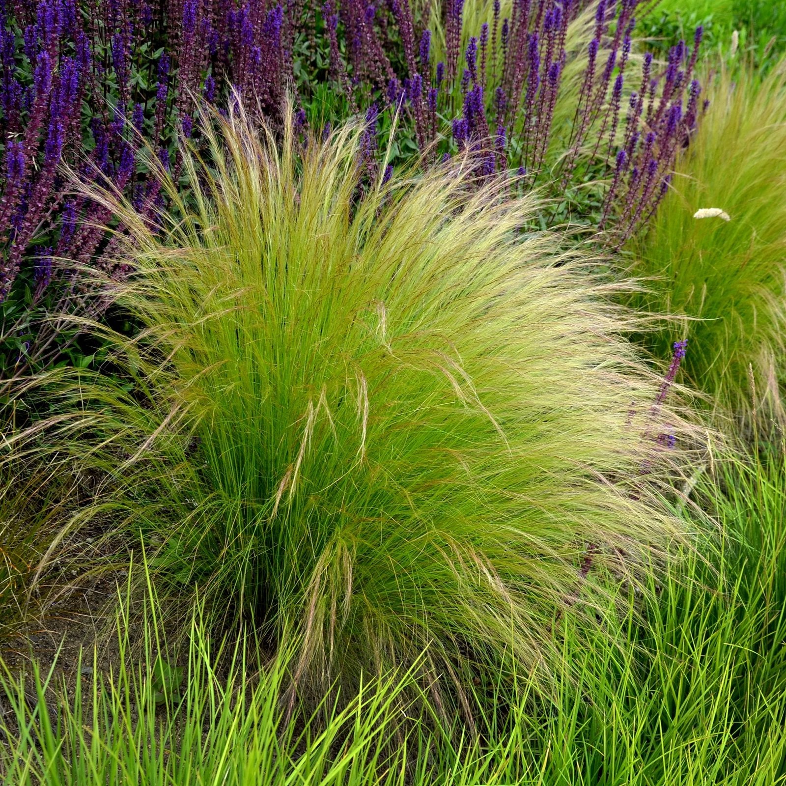 Stipa Tenuissima 'Ponytails' - Siergras voor Tuin en Terras, Ophalen, Volle zon, Vaste plant, Siergrassen