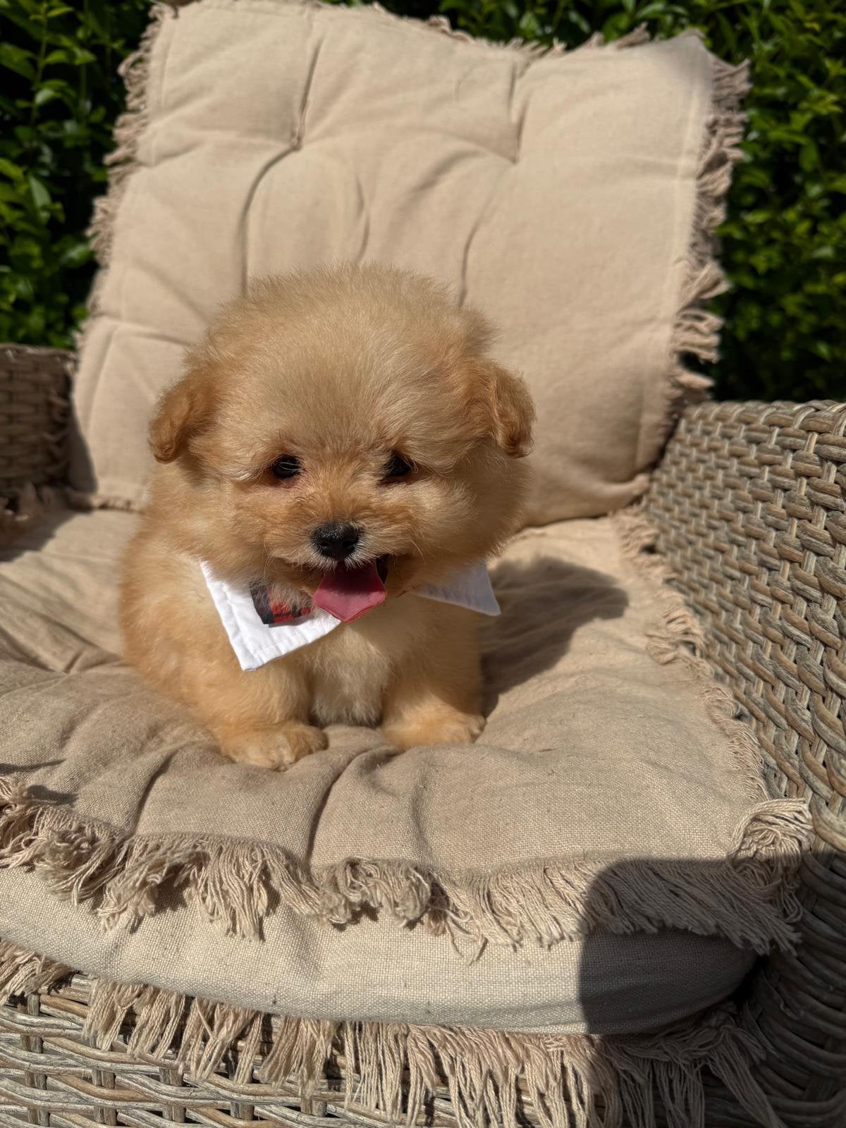 Pomapoo pups - Pomeranian x Poedel mix, Dieren en Toebehoren, Poedel, 8 tot 15 weken, Buitenland, Parvo