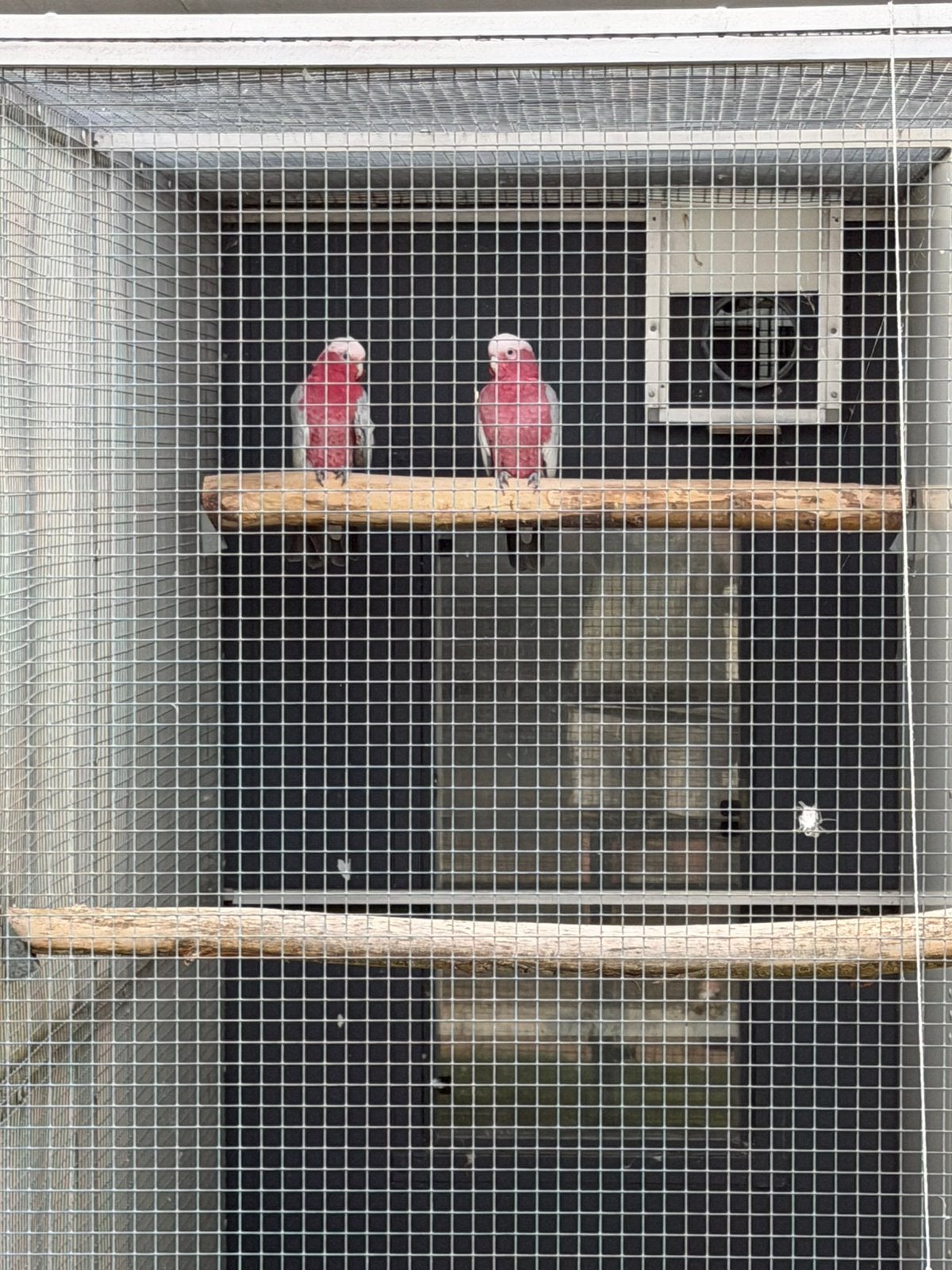 Rosé kaketoe broedkoppel, Dieren en Toebehoren, Mannelijk, Papegaai