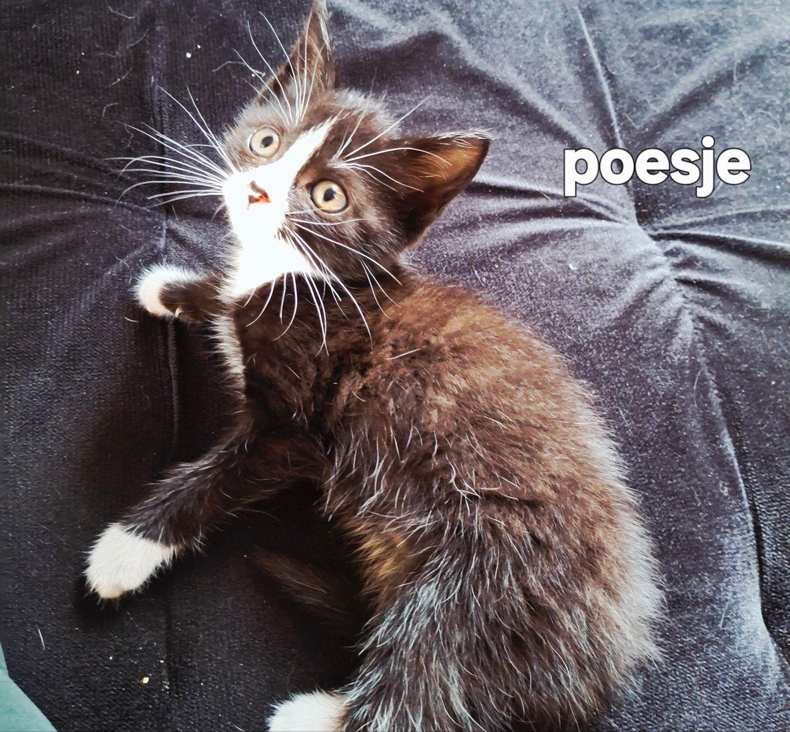 katertjes en Poesje mogen naar hun nieuwe goude mandje 😻