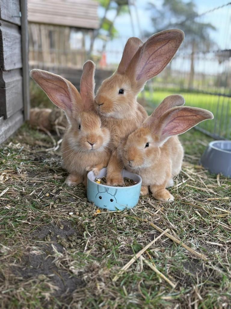 Super mooie baby Vlaamse reuzen konijntjes, Meerdere dieren, Groot