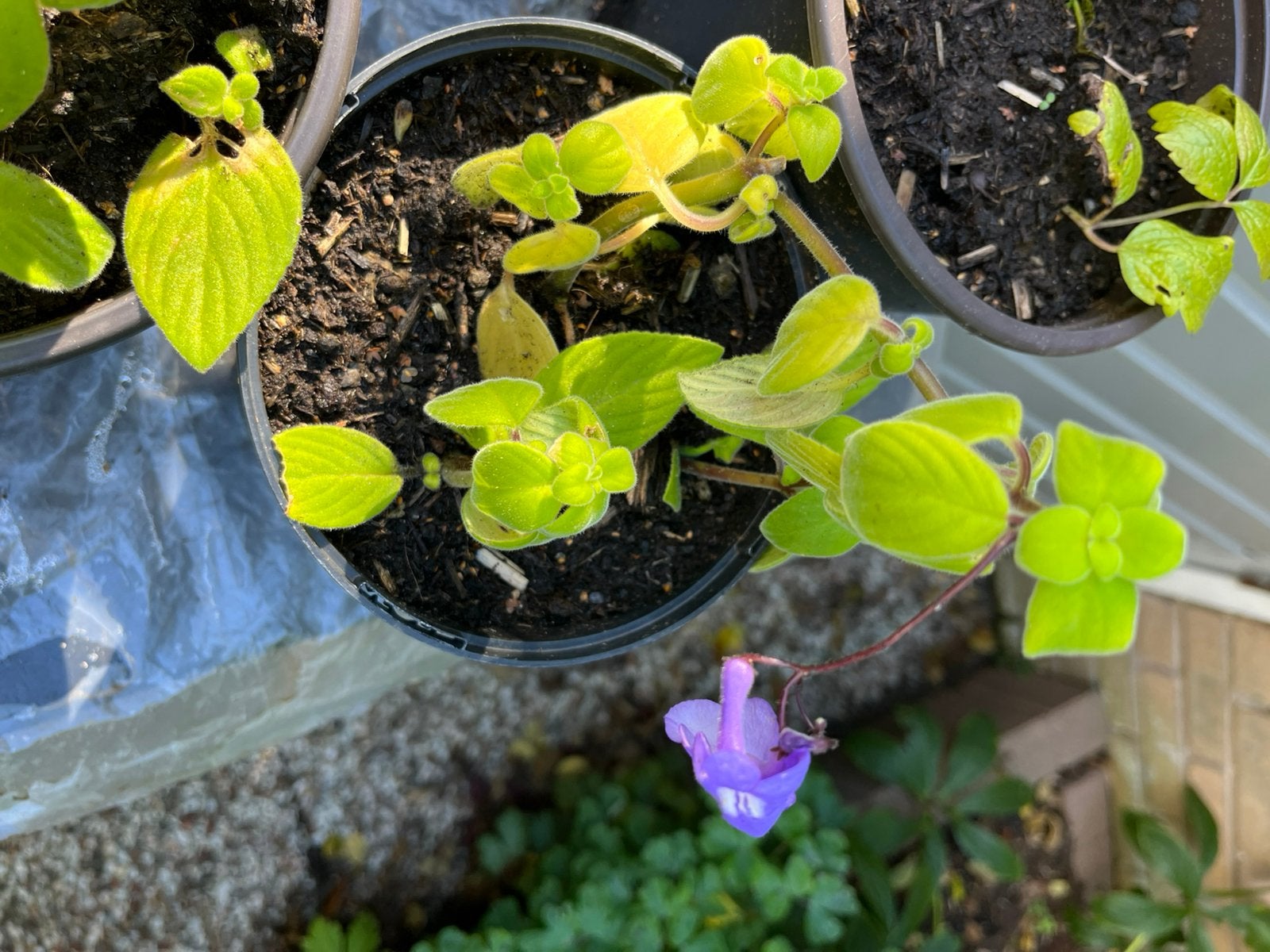 Streptocarpus, paars bloempje n, Tuin en Terras, Vaste plant, Halfschaduw, Zomer, Ophalen