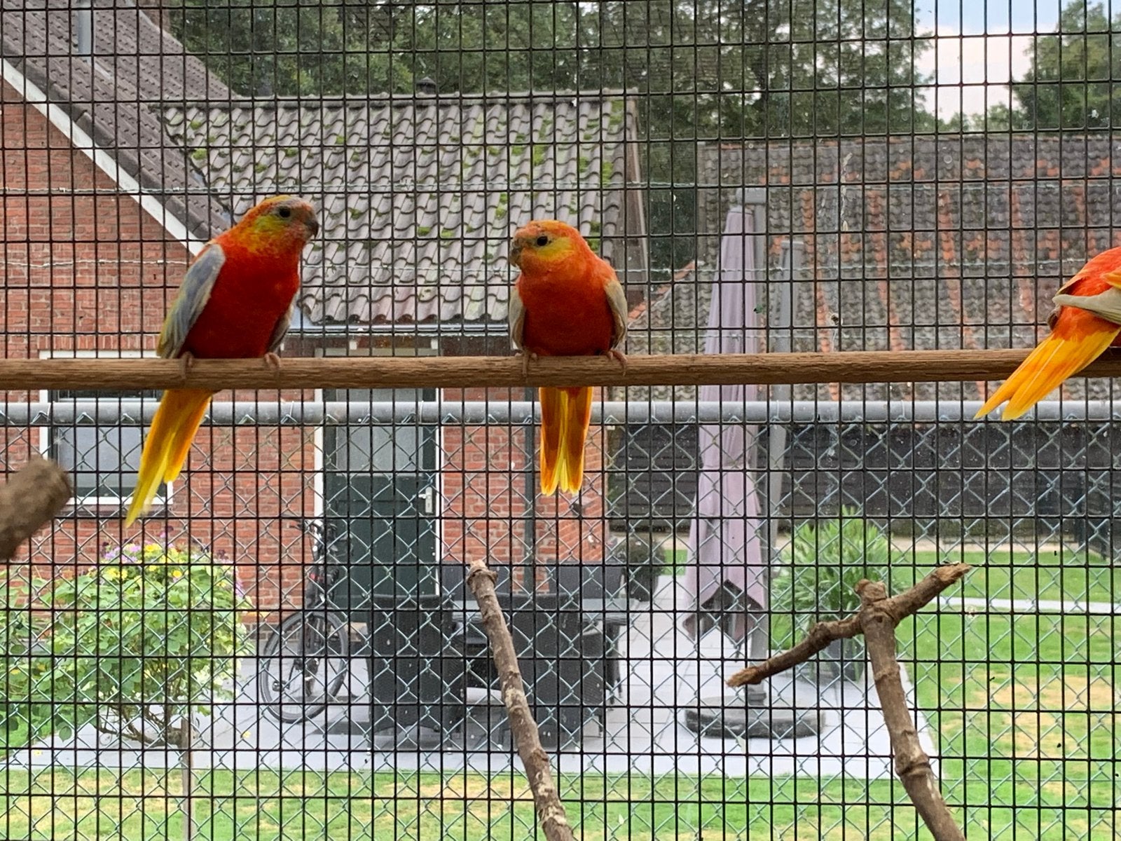 Turguoisine’s, Dieren en Toebehoren, Meerdere dieren, Parkiet