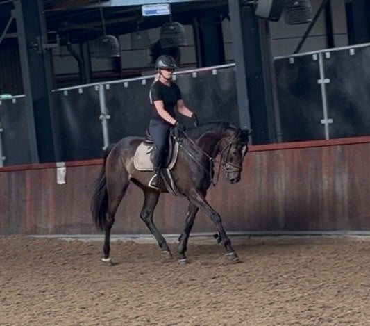 Super brave nuchtere allround ruin, Dieren en Toebehoren, Paarden, B, Ruin, 3 tot 6 jaar, 160 tot 165 cm