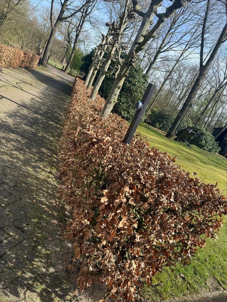 20 meter beukenhaag E.A.B, Tuin en Terras, Planten | Struiken en Hagen, Haag, Beukenhaag, 100 tot 250 cm, Ophalen