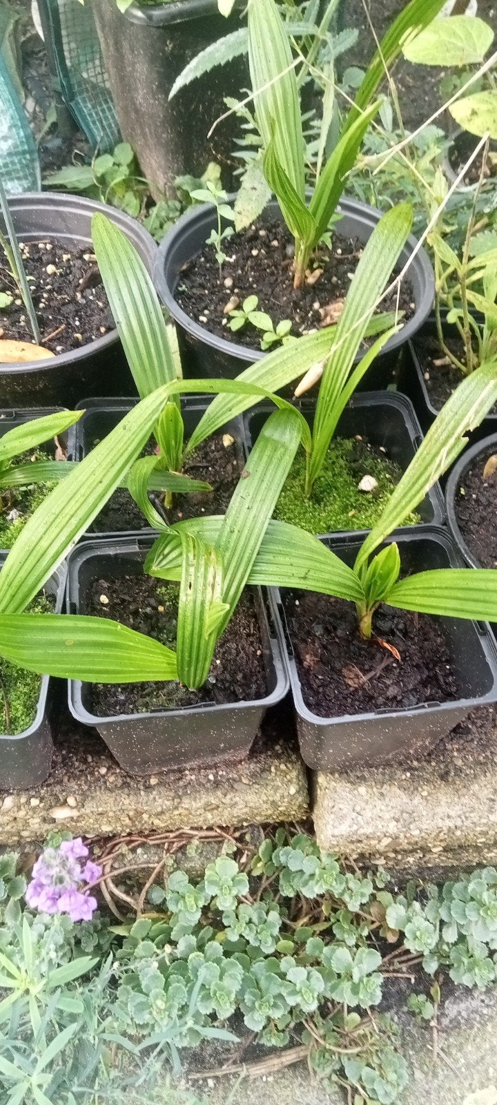 Trachycarpus fortunei - Chinese waaierpalm planten, Tuin en Terras, Volle zon, Ophalen of Verzenden, Minder dan 100 cm, Zomer