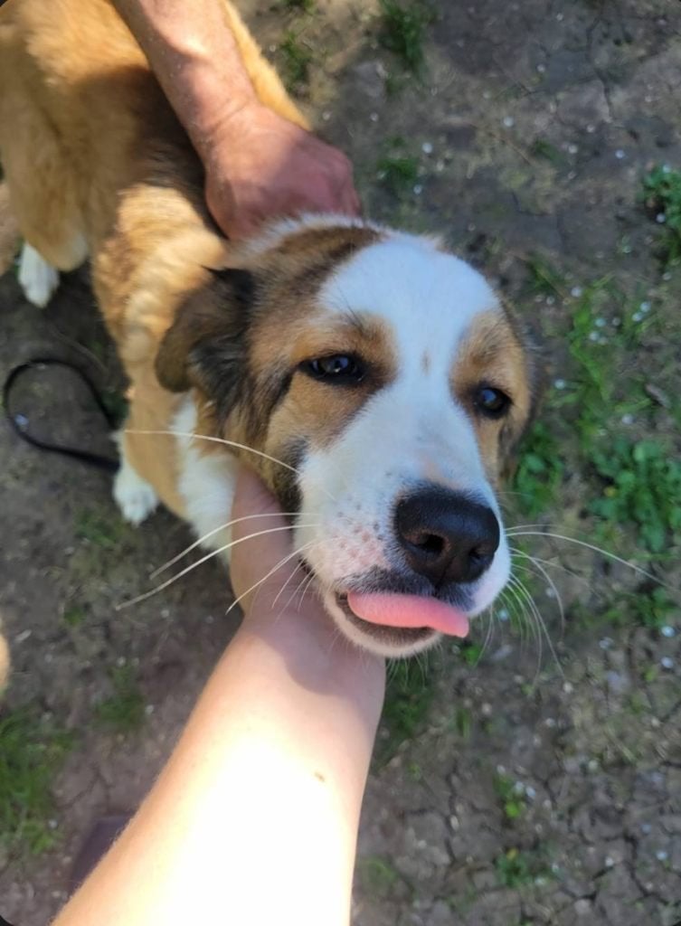 URGENT MAGGIE 1jr. 3 mnd. Bulgarije dogs/cats/aanhankelijk, Handelaar, 1 tot 2 jaar, Buitenland, Teef