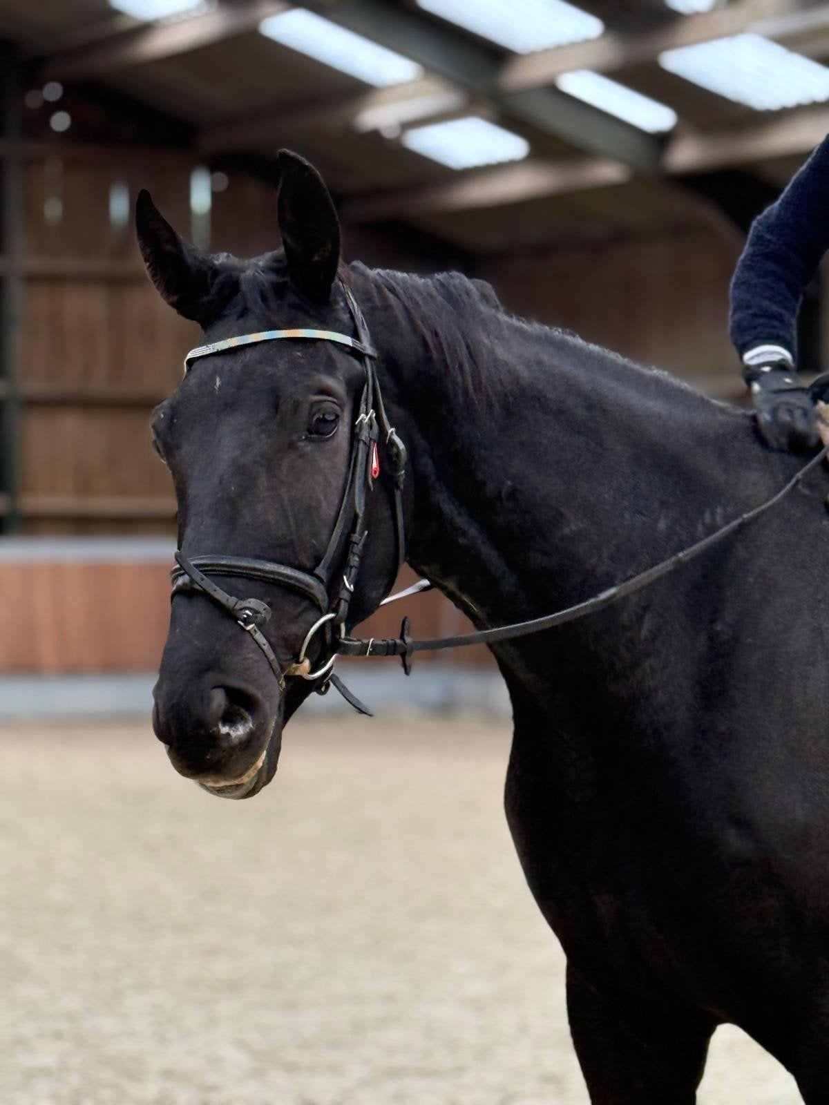 lieve ruin te koop, Dieren en Toebehoren, B, Ruin, Dressuurpaard, 170 tot 175 cm
