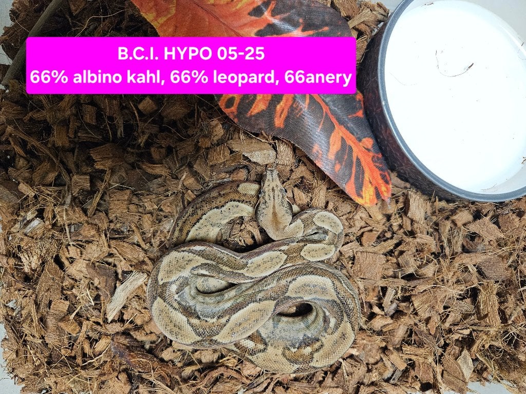 Boa Constrictor Afgodslang, Dieren en Toebehoren, Reptielen en Amfibieën, Slang, 0 tot 2 jaar