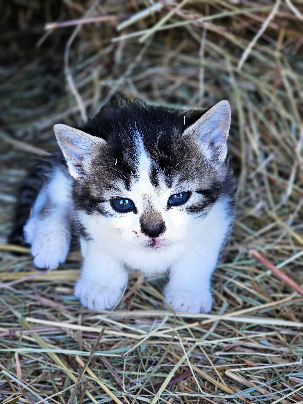 Kittens, Meerdere dieren