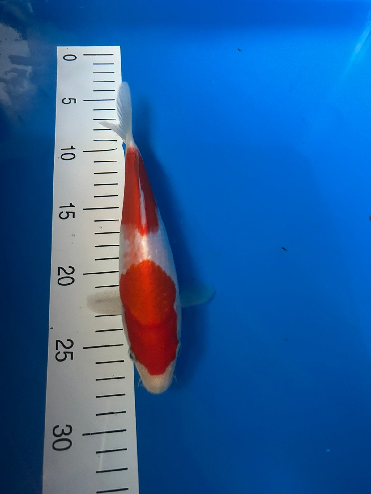 Kohaku 22cm, Karper of Koi