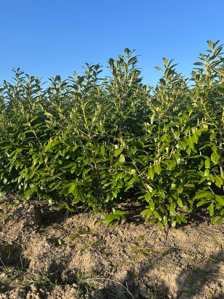 Diverse haagplanten: Laurier, Thuja, Conifeer, Vaste plant, Bloeit niet, Halfschaduw, Ophalen