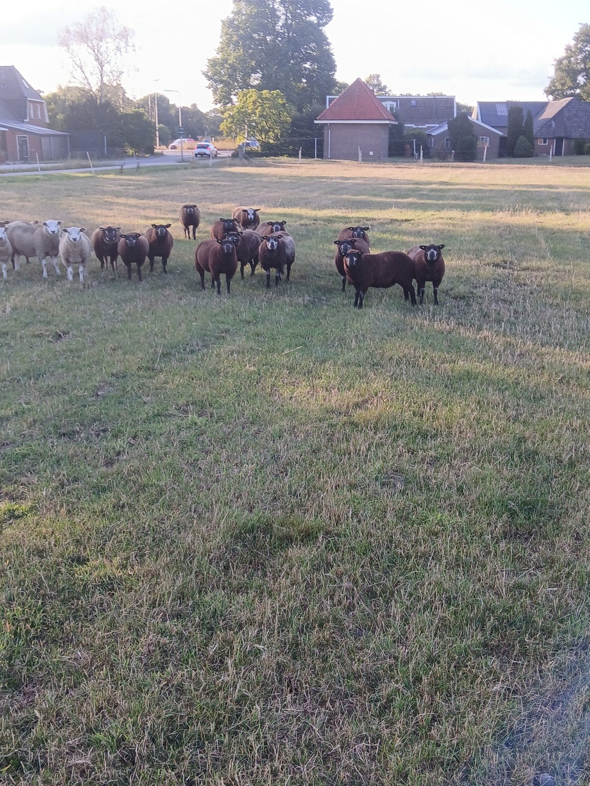blauwe texlaars ooilammeren, Dieren en Toebehoren, Schapen, Geiten en Varkens, Vrouwelijk, Schaap, 0 tot 2 jaar