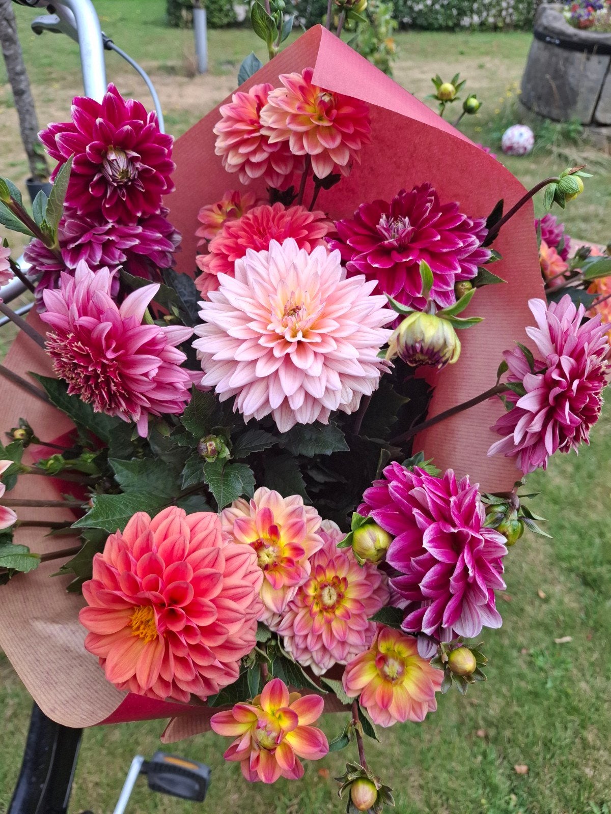 Dahlia planten, Tuin en Terras, Bloembollen en Zaden, Ophalen, Volle zon, Knol