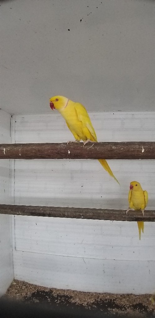 Gezocht halsbandparkieten en caiques, Meerdere dieren, Papegaai