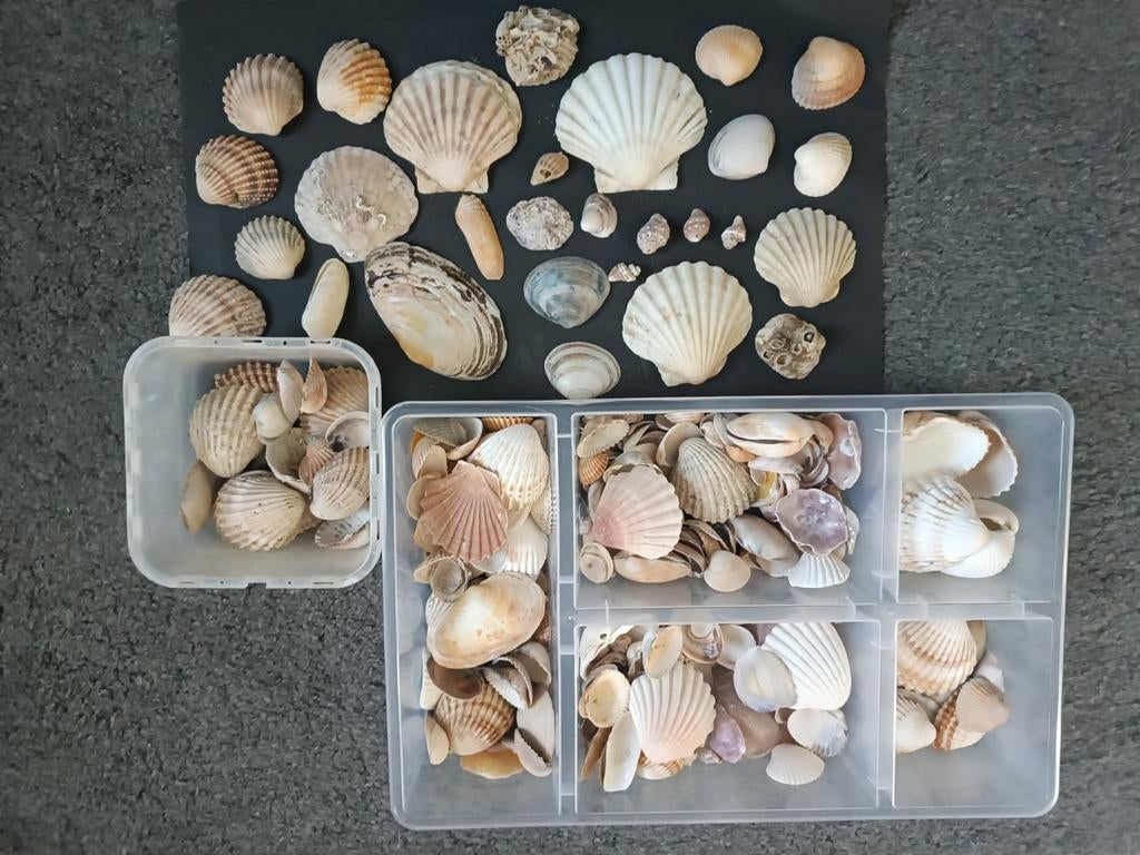 Schelpen verzameling, Verzamelen, Ophalen of Verzenden