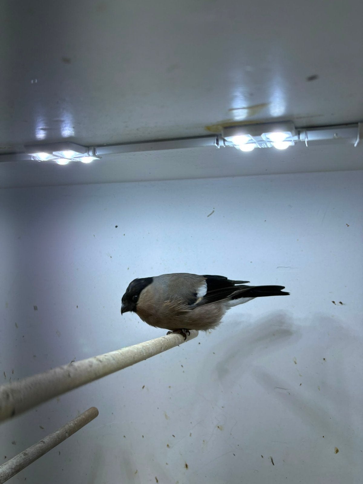 goudvinken, Dieren en Toebehoren, Vrouwelijk, Wildzangvogel