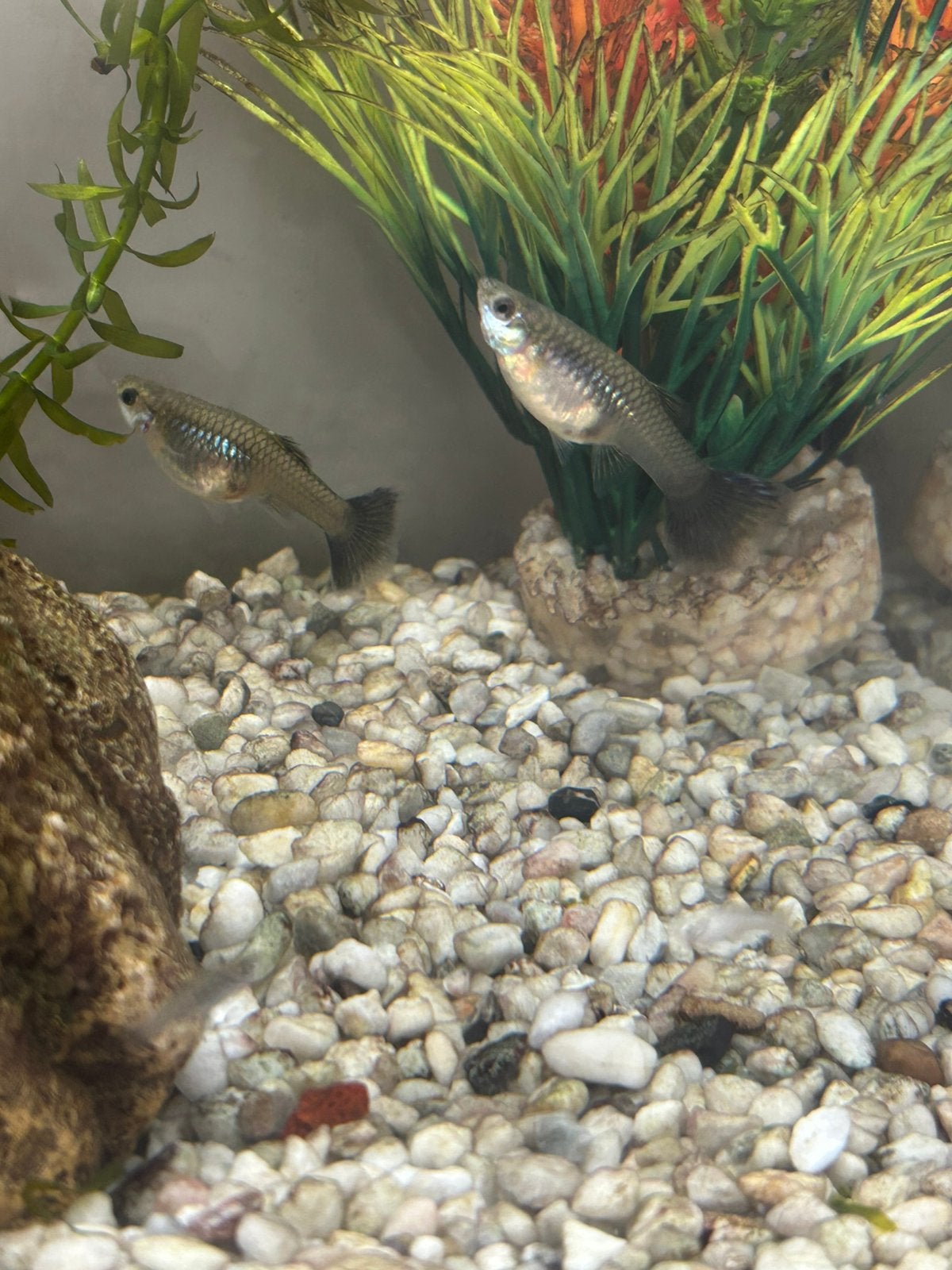 5 Guppy’s, Vis