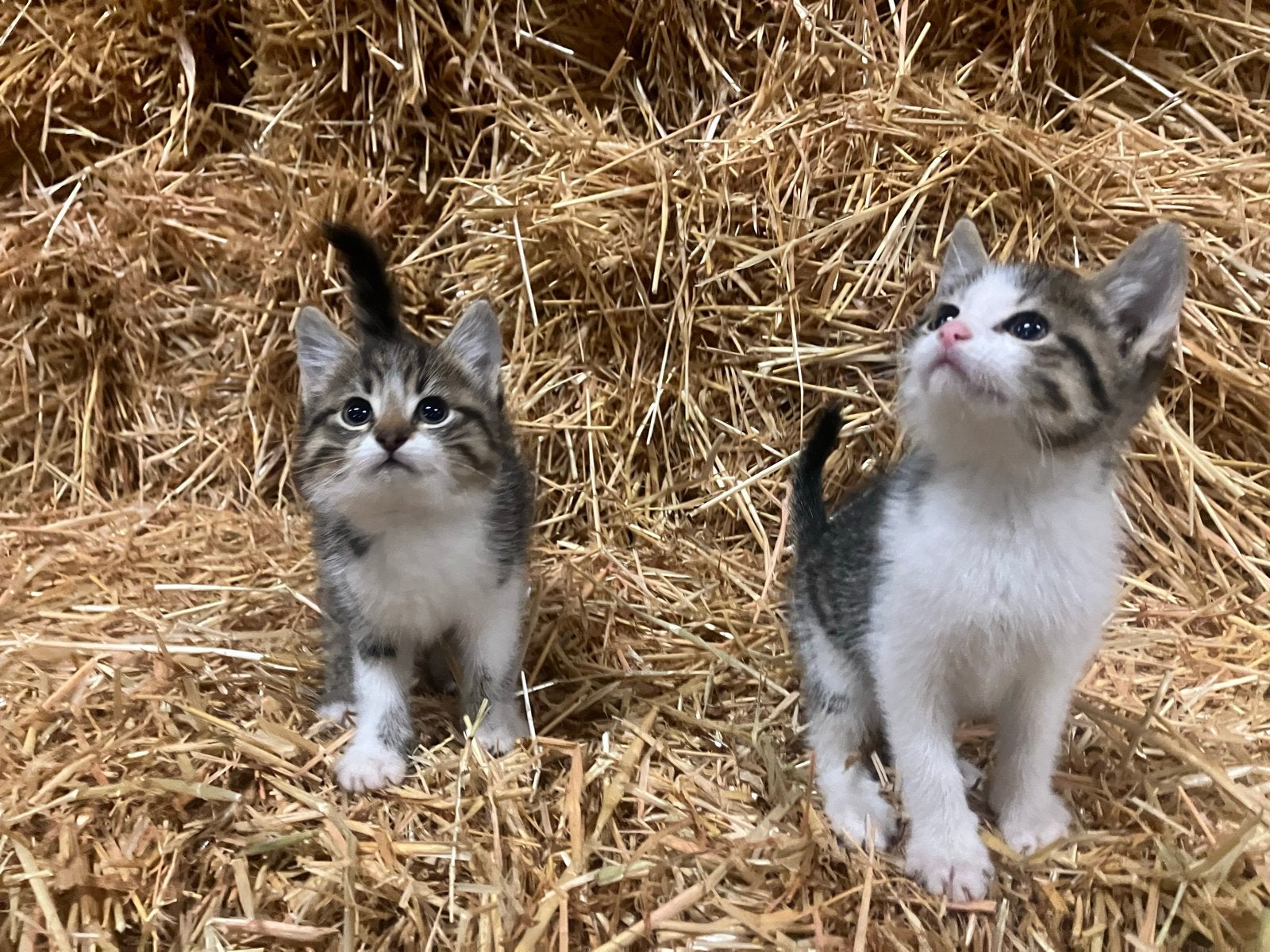 Super lieve kittens (poesjes)