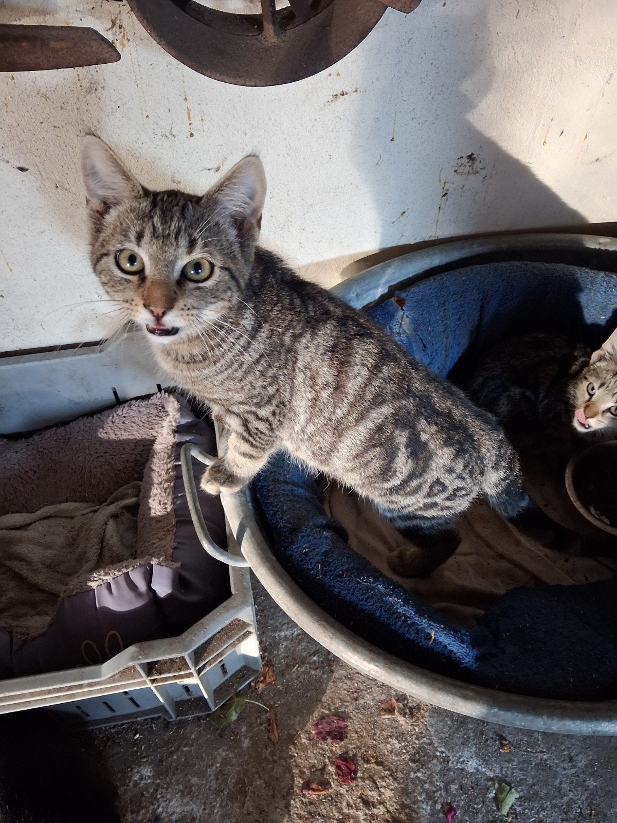 Boerderij kittens 3 zwarte en 1 tijger kleur, Meerdere dieren