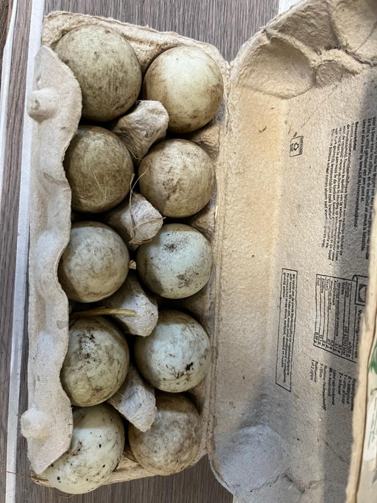 Broedeieren indische loopeend!, Geslacht onbekend, Eend