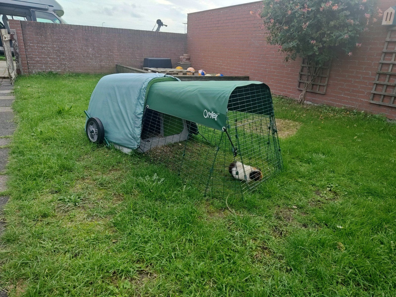 Cavia/konijnen hok, Omlet Eglu + alle toebehoren, 110 cm of meer, Hok, Cavia, Ophalen