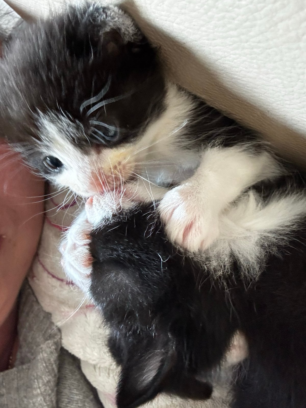 Kittens, Dieren en Toebehoren, Meerdere dieren