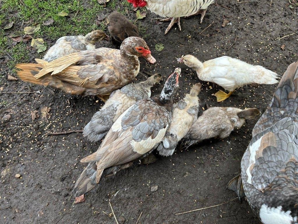Muskus eenden, Dieren en Toebehoren, Meerdere dieren, Eend