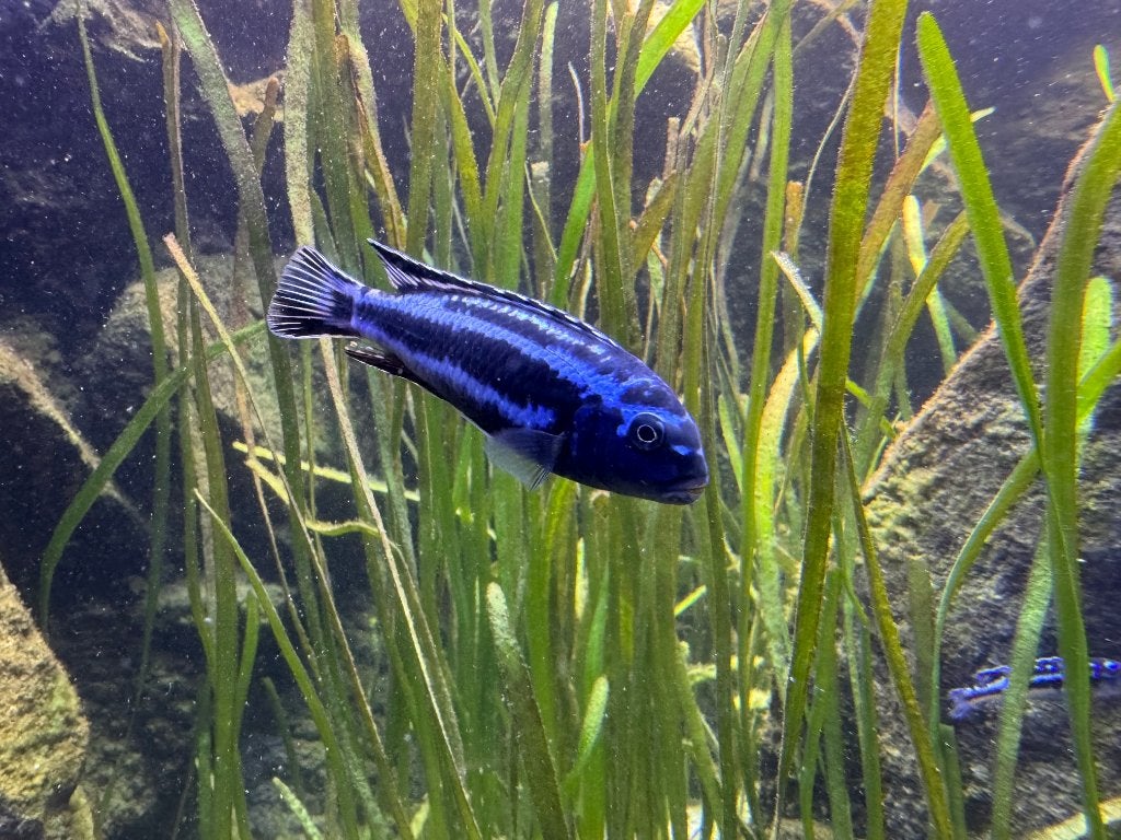 Melanochromis Maingano (+ diverse andere MALAWI), Dieren en Toebehoren, Vis, Zoetwatervis