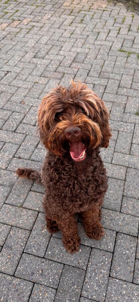 Prachtige Goldendoodle pup, Dieren en Toebehoren, Honden | Retrievers, Spaniëls en Waterhonden, Parvo, Nederland, Overige rassen