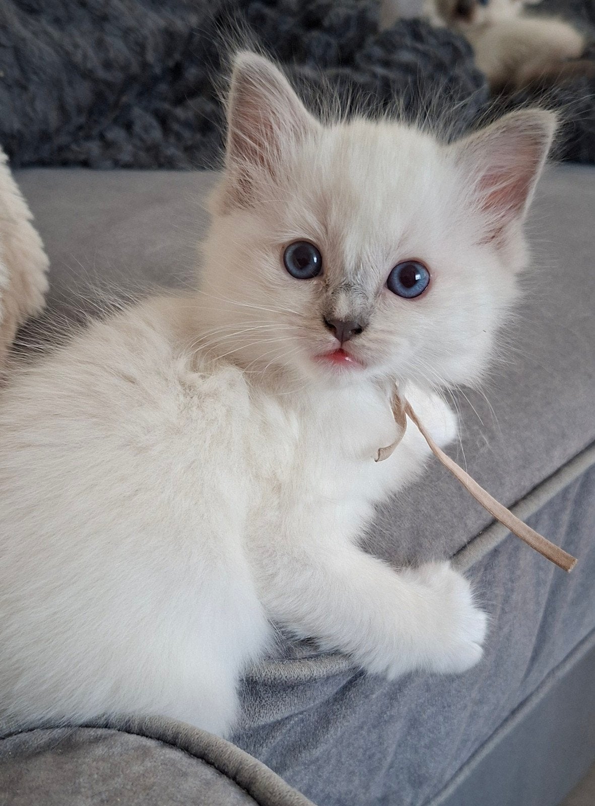 ragdoll kittens met stamboom, Meerdere dieren, Met stamboom, 0 tot 2 jaar