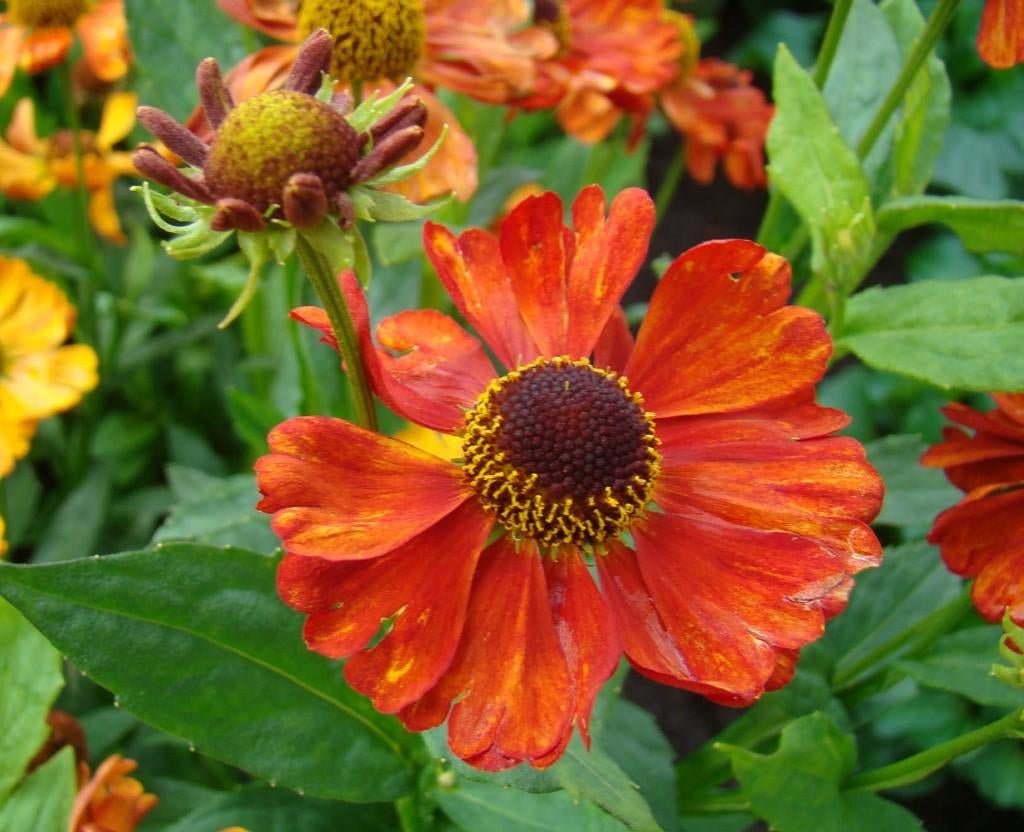 Vaste plant : Helenium  Moerheim Beauty 3 euro, Volle zon, Vaste plant, Zomer, Ophalen