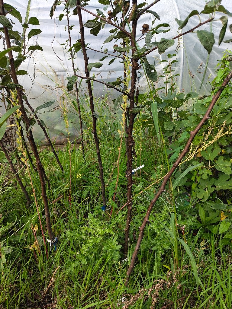 Mooie shipova peren te koop, Ophalen, Volle zon, Perenboom, 100 tot 250 cm
