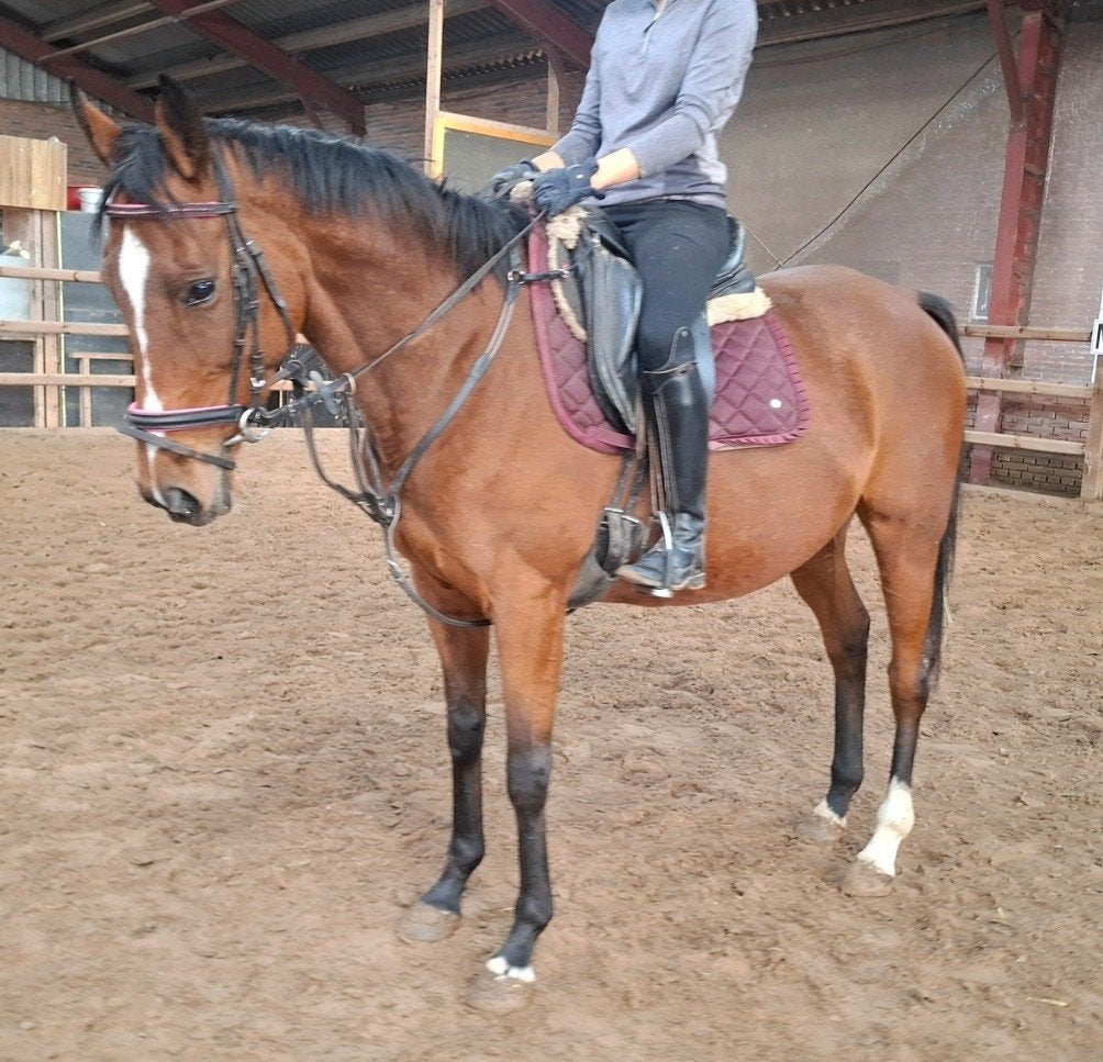 Superbrave 7 jr recreatie-manege merrie 1,57, Dieren en Toebehoren, B, 7 tot 10 jaar, Recreatiepony, Merrie