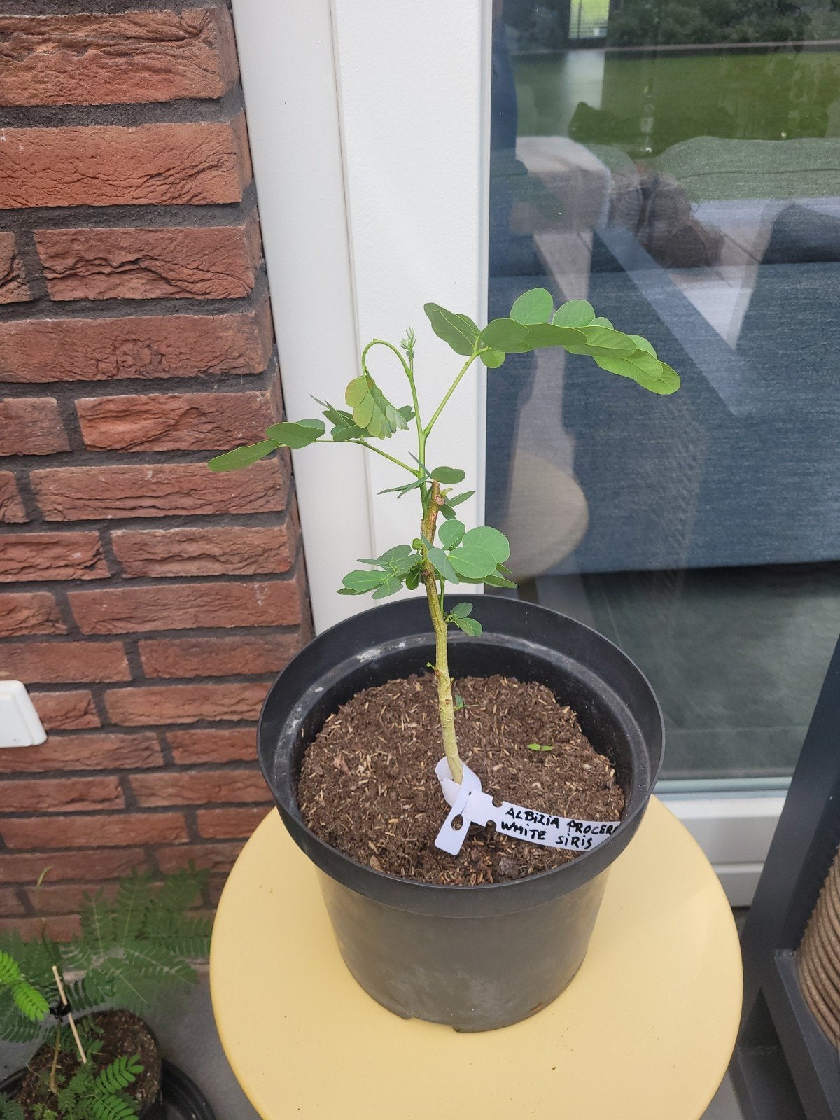 Tropische Albizia zaailingen wit bloeiend - kuipplant, Ophalen, Minder dan 100 cm, Overige soorten