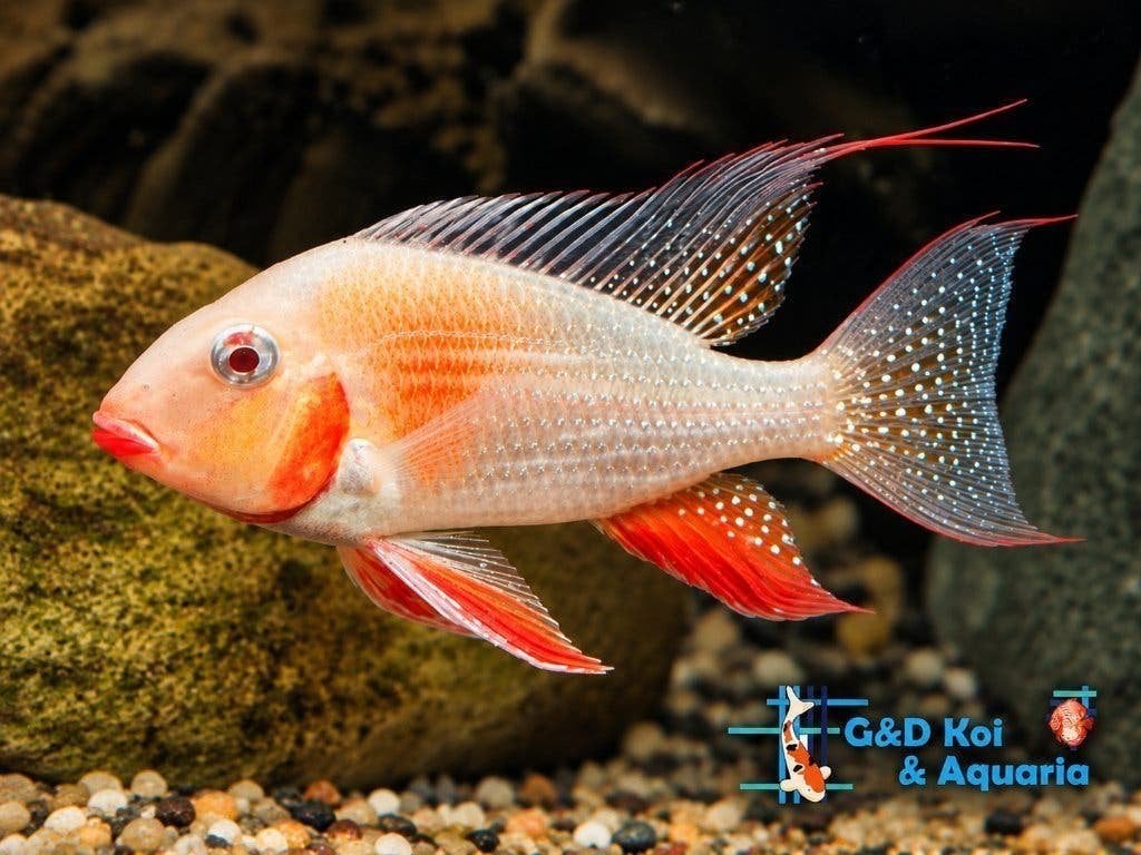75000 vissen, malawi, discus, zalmen, tetra`s, gourami, cory, Dieren en Toebehoren, Vis