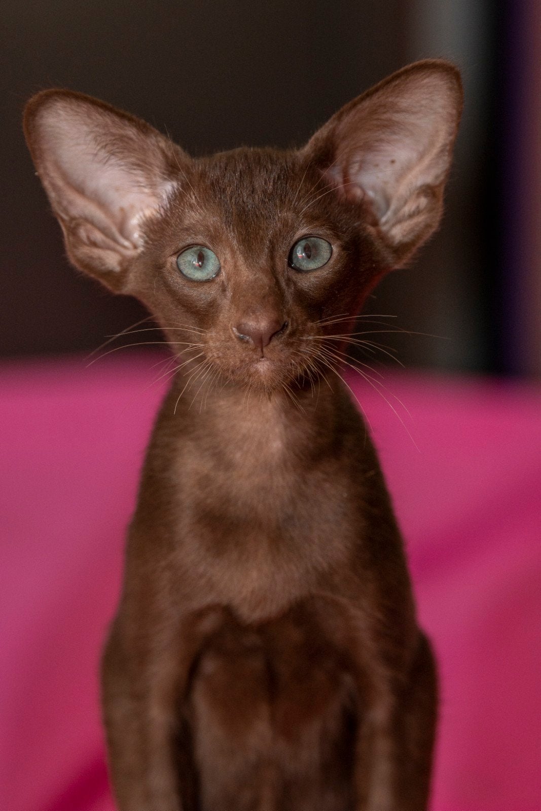 Te koop siameese en oosterse korthaar kittens met stamboom, Meerdere dieren, Met stamboom, 0 tot 2 jaar