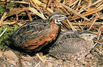 Chinese dwergkwartel | Deskundig advies | Kwartels, Dieren en Toebehoren, Pluimvee, Meerdere dieren, Overige soorten