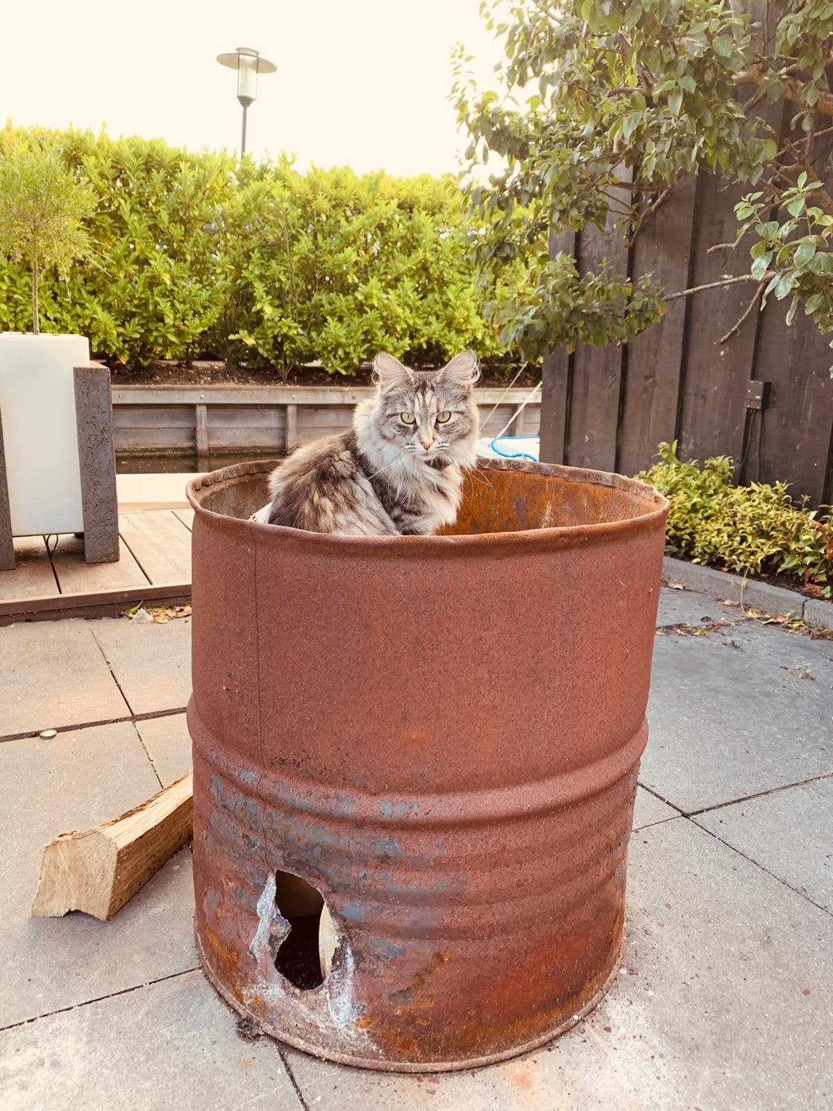 Kleine maincoon poes, Poes, Langharig, 6 jaar of ouder