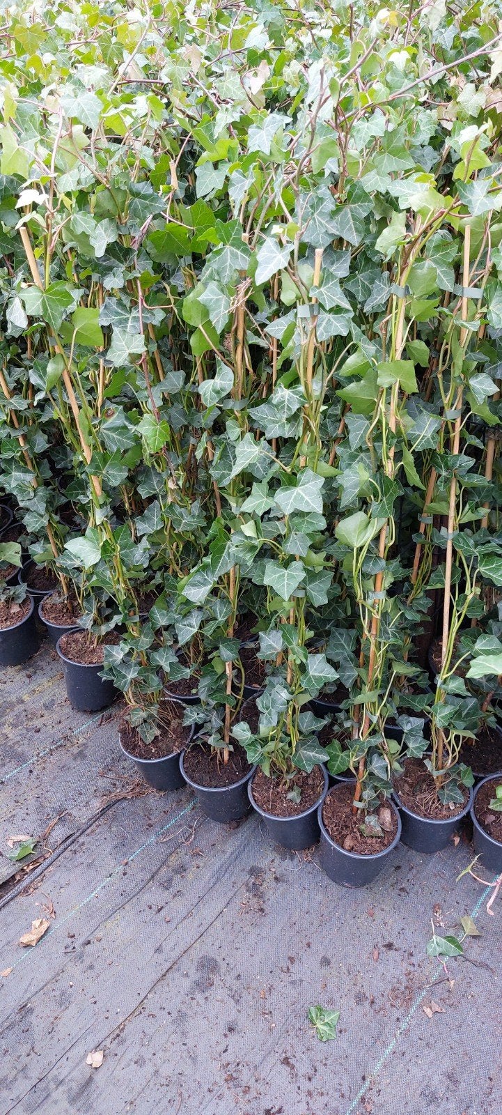 hedera klimop !! spotgoedkoop, Tuin en Terras, Ophalen of Verzenden, Overige soorten, 100 tot 250 cm