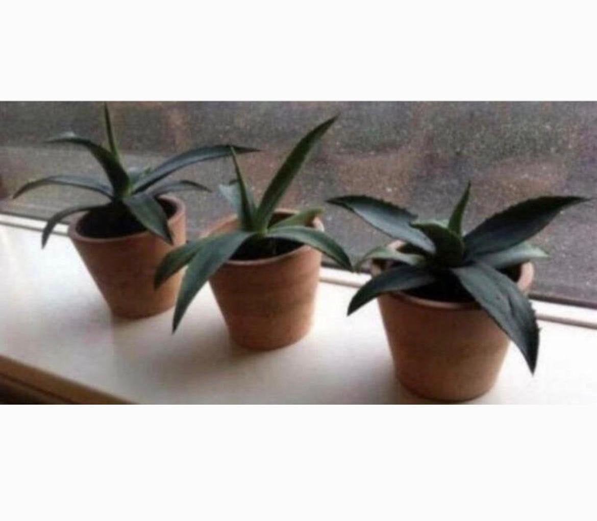 Mooie strakke terracotta bloempotten/ blauwe Agave planten, Ophalen, Gebruikt, Rond, Binnen