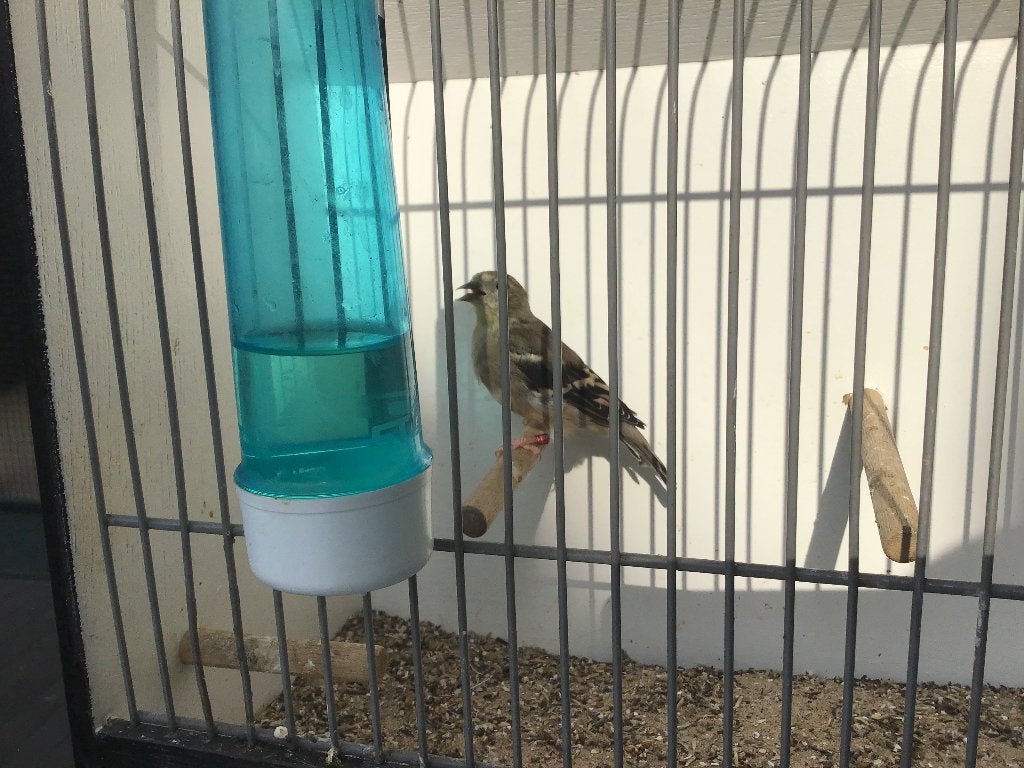 Te koop, Dieren en Toebehoren, Vogels | Overige Vogels, Vrouwelijk, Wildzangvogel, Geringd