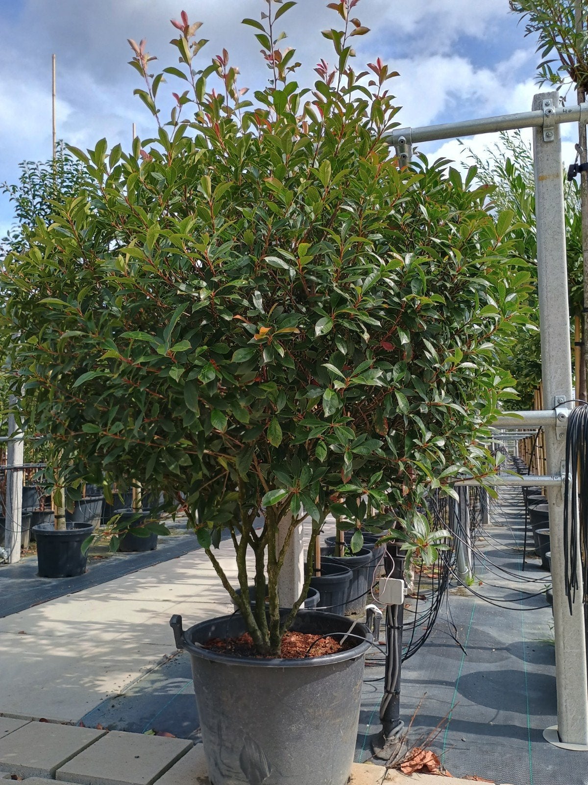 Glansmispel meerstammig - Photinia fraseri 'Red Robin', Overige soorten, Lente, 100 tot 250 cm, Ophalen