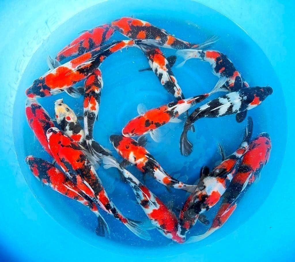 Japankoi enorme keus jonge japanse koi (eigen import) Nisia, Karper of Koi