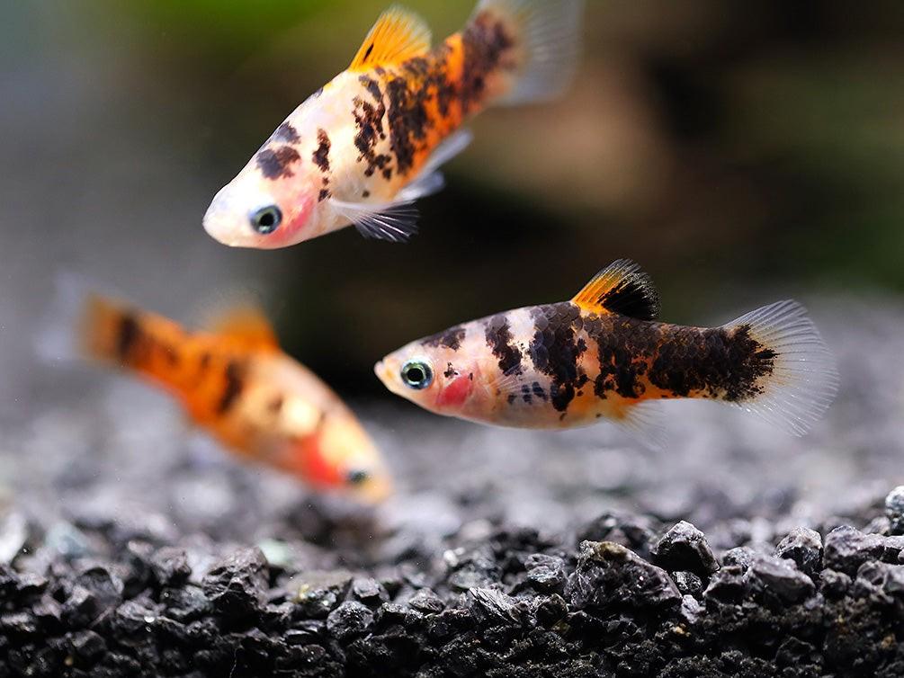 Platy aquarium vissen, Dieren en Toebehoren, Vis