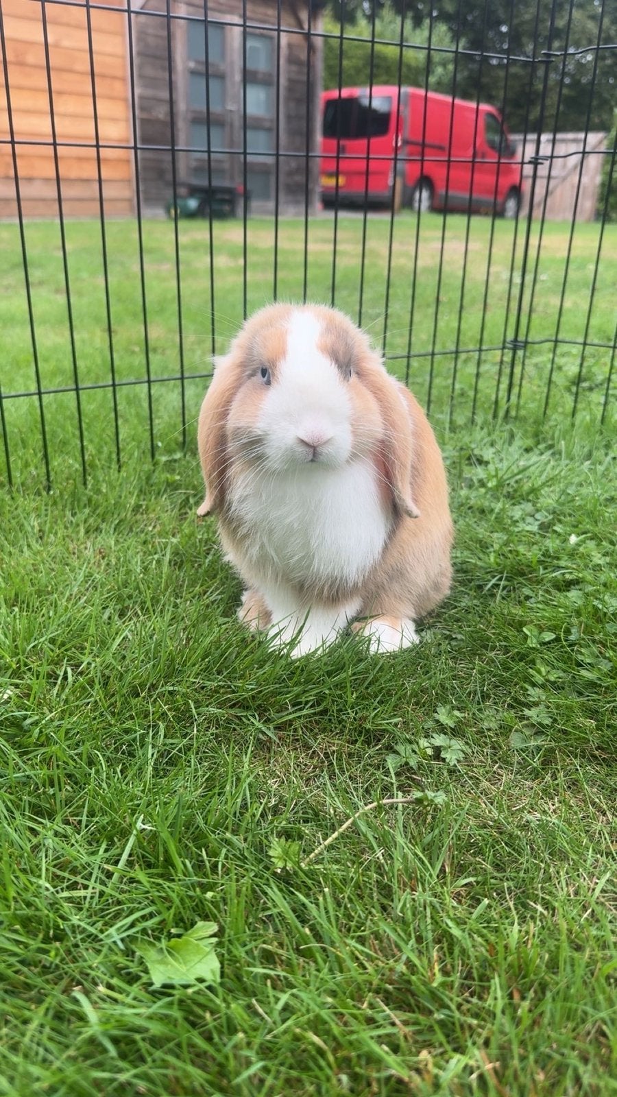 Goed huisje gezocht voor lief konijntje, Dieren en Toebehoren, Mannelijk, Hangoor, 0 tot 2 jaar