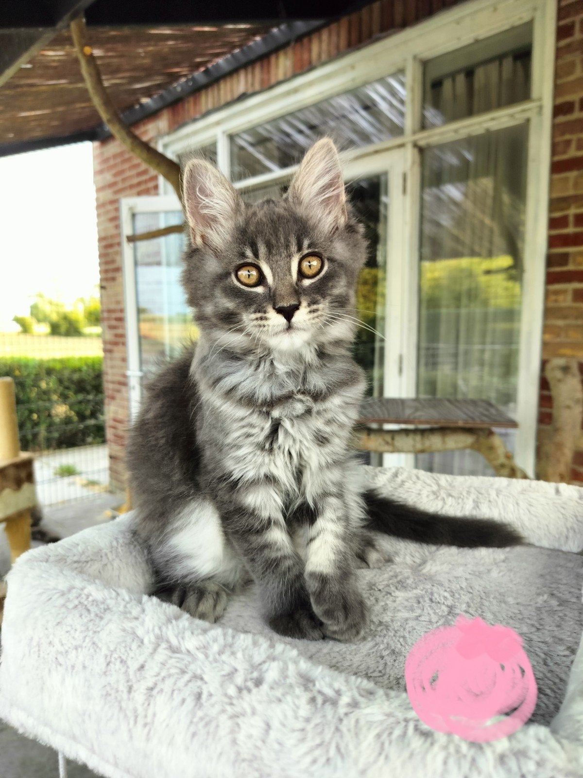 Maine Coon kittens  allen gereserveerd, Meerdere dieren, Ontwormd, 0 tot 2 jaar