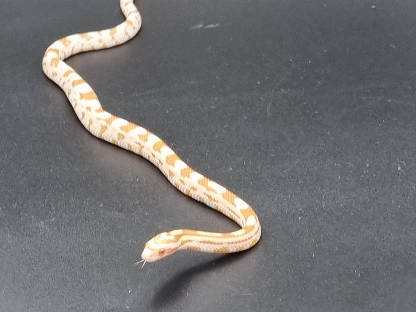 jonge rode rattenslangen - butter, golddust, ultramel, amel Corn Snake photo 5